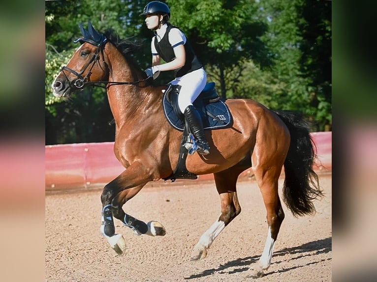 Zangersheider Gelding 13 years 17.2 hh Brown in BRIGNANO GERA D'ADDA