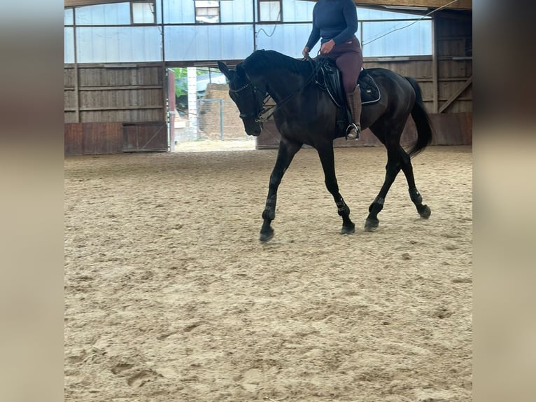 Zangersheider Gelding 13 years 17 hh Black in Madrid