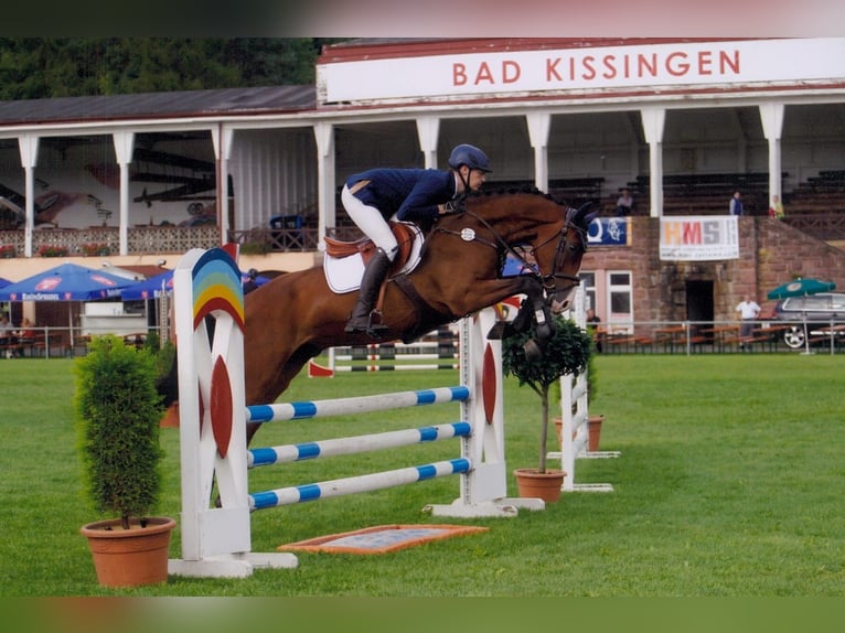 Zangersheider Gelding 13 years 17 hh Brown in Dettighofen