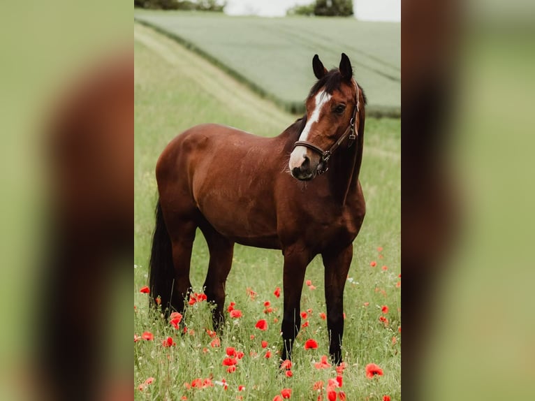 Zangersheider Gelding 13 years 17 hh Brown in Dettighofen