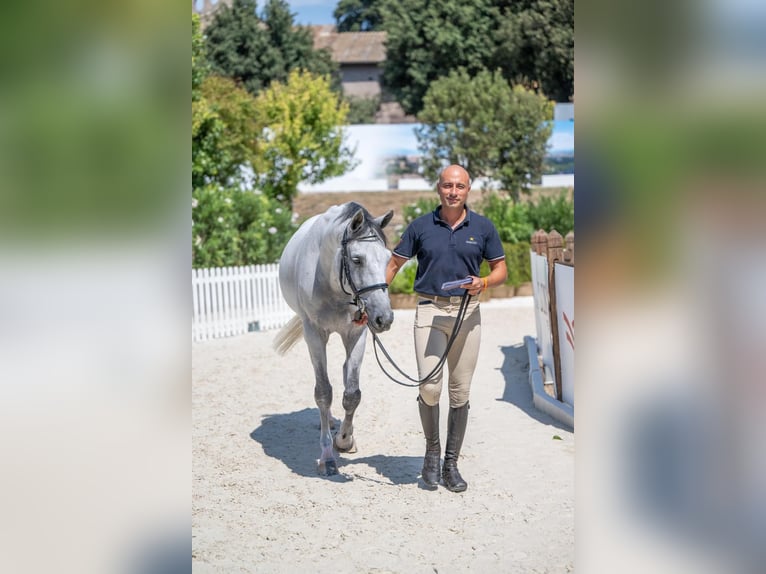 Zangersheider Gelding 14 years 15.1 hh Grey in Chieti