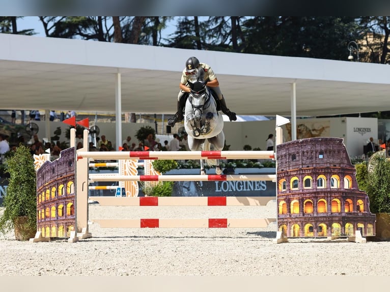 Zangersheider Gelding 14 years 15.1 hh Grey in Chieti