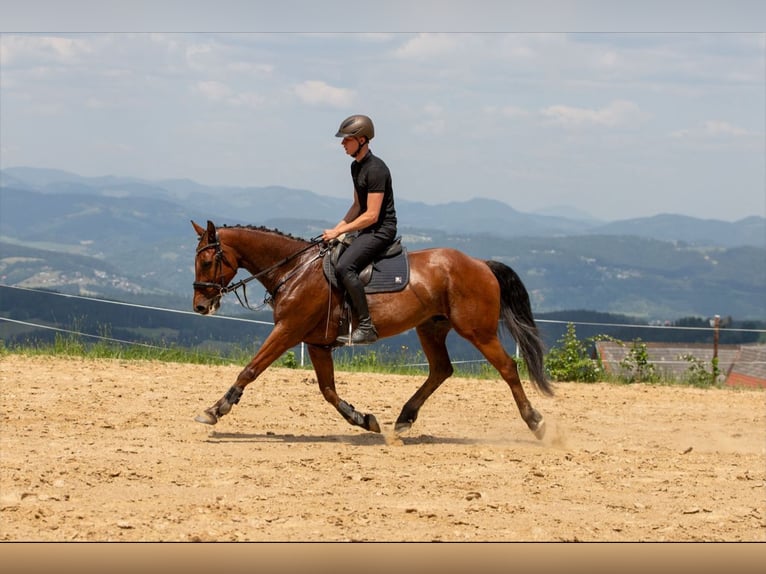 Zangersheider Gelding 14 years 15.2 hh Brown in Edelschrott
