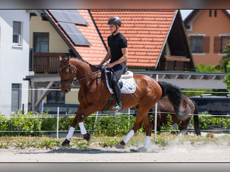 Zangersheider Gelding 14 years 15.2 hh Brown in Edelschrott