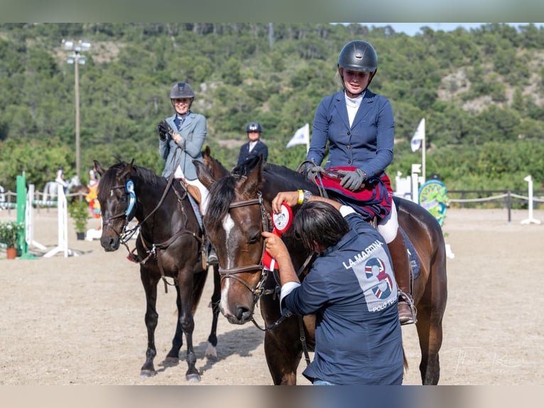 Zangersheider Gelding 14 years 16.1 hh Bay-Dark in Santa Gertrudis De Fruitera