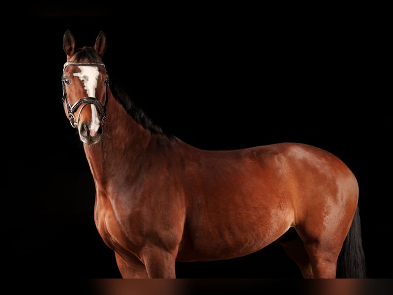 Zangersheider Gelding 14 years 16 hh Brown in Pöls an der Wieserbahn
