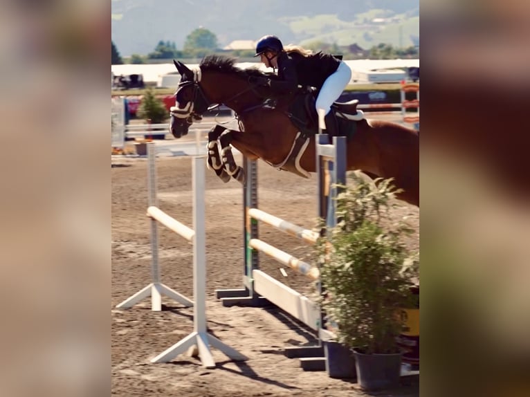 Zangersheider Gelding 14 years 16 hh Brown in Pöls an der Wieserbahn