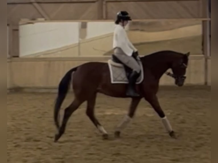 Zangersheider Gelding 14 years 16 hh Brown in Pöls an der Wieserbahn