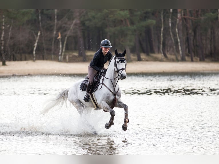 Zangersheider Gelding 14 years 16 hh Grey in Sint-Oedenrode