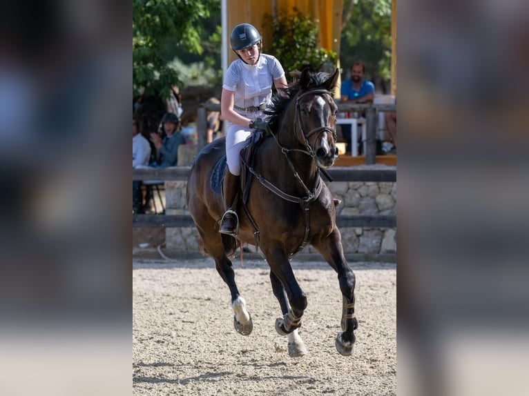 Zangersheider Gelding 14 years 16,1 hh Bay-Dark in Santa Gertrudis De Fruitera