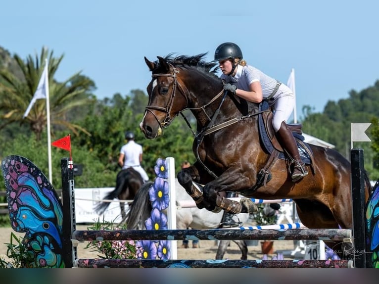 Zangersheider Gelding 14 years 16,1 hh Bay-Dark in Santa Gertrudis De Fruitera