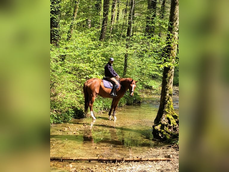 Zangersheider Gelding 14 years 16,1 hh Chestnut-Red in Thundorf