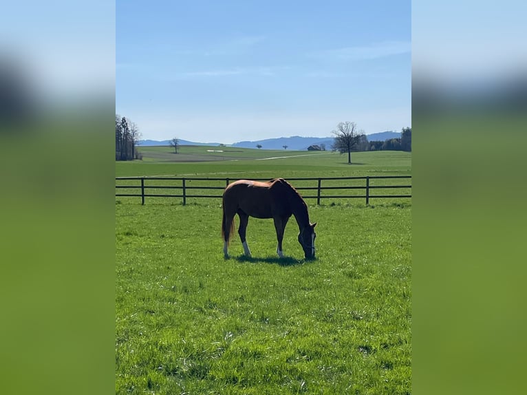 Zangersheider Gelding 14 years 16,1 hh Chestnut-Red in Thundorf