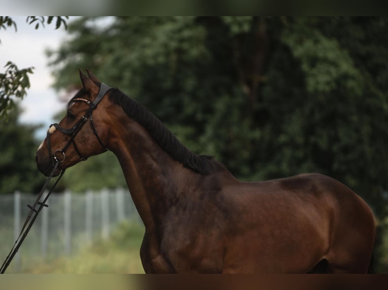 Zangersheider Gelding 14 years 18 hh Brown in Villach