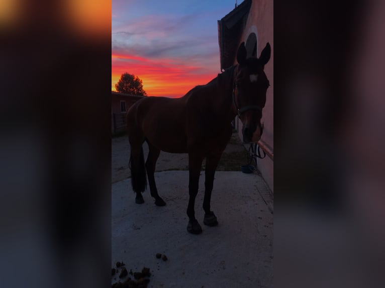 Zangersheider Gelding 15 years 16,2 hh Brown in Pyrbaum