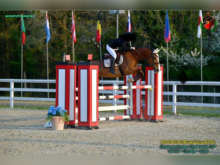 Zangersheider Gelding 15 years 16 hh Brown in masate