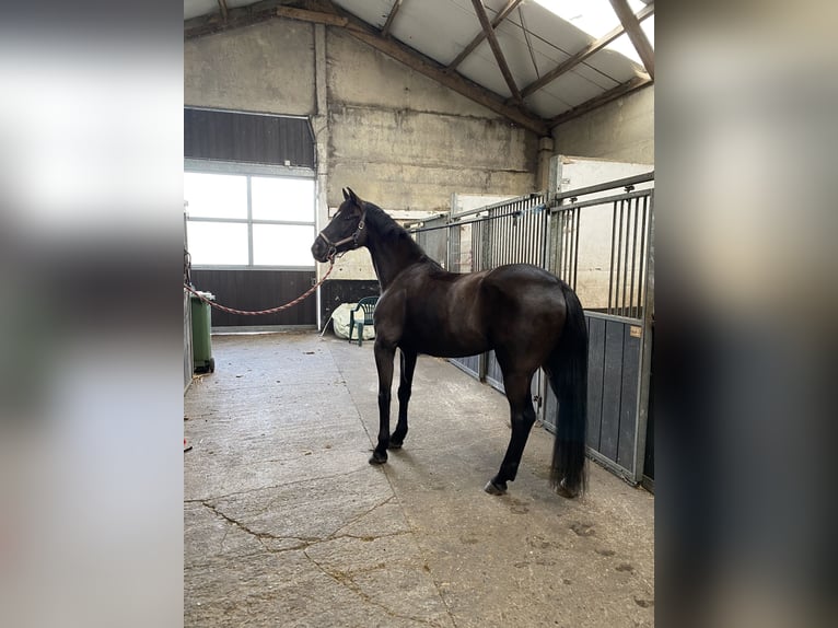 Zangersheider Gelding 15 years 16 hh Smoky-Black in Oostkamp
