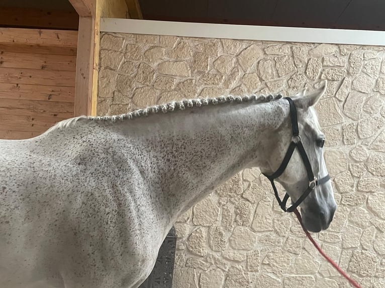 Zangersheider Gelding 15 years 16,1 hh Grey in Bad Endorf