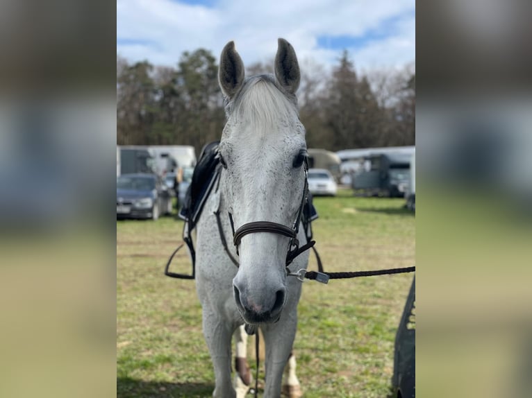 Zangersheider Gelding 15 years 16,1 hh Grey in Bad Endorf