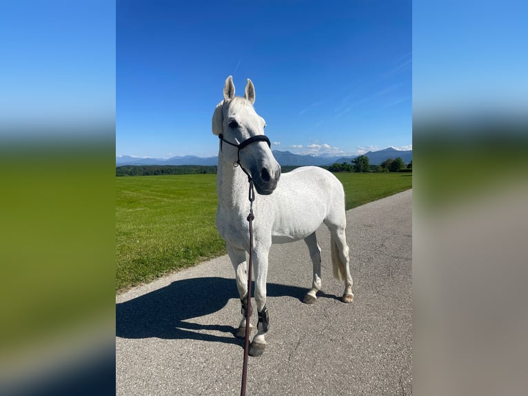 Zangersheider Gelding 15 years 16,1 hh Grey in Bad Endorf