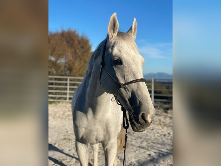 Zangersheider Gelding 15 years 16,1 hh Grey in Bad Endorf