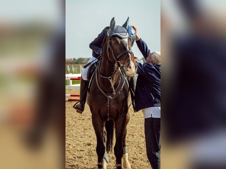Zangersheider Gelding 15 years 16,3 hh Bay-Dark in Novi Sad, Vojvodina