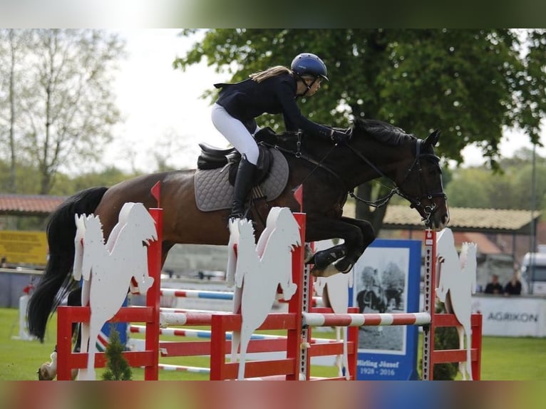 Zangersheider Gelding 15 years 16,3 hh Bay-Dark in Novi Sad, Vojvodina