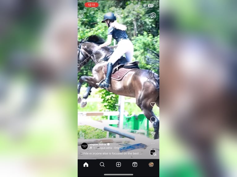 Zangersheider Gelding 15 years 16,3 hh Bay-Dark in Novi Sad, Vojvodina