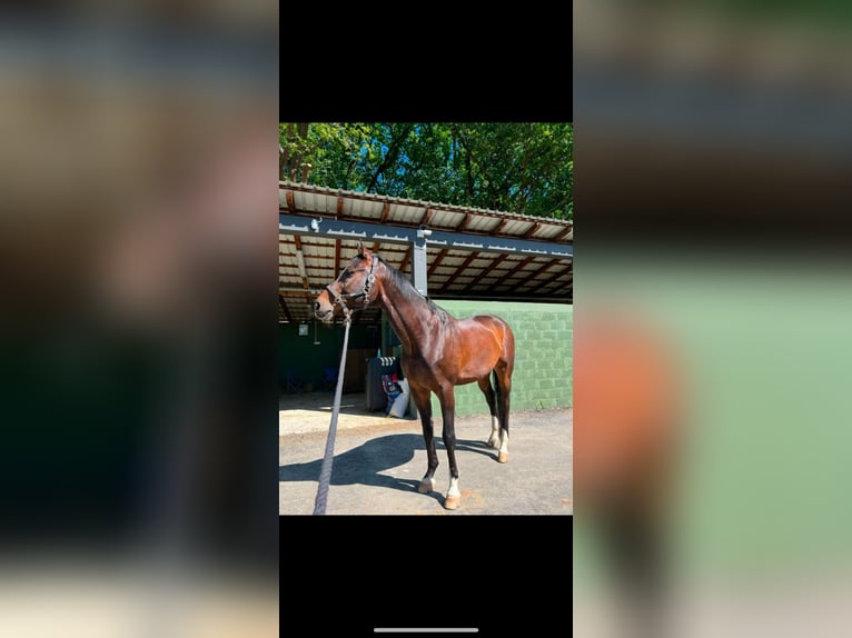 Zangersheider Gelding 15 years 16,3 hh Bay-Dark in Novi Sad, Vojvodina