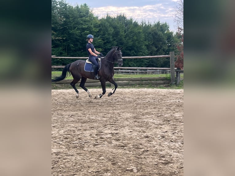 Zangersheider Gelding 15 years 17 hh Bay-Dark in Grevenbroich