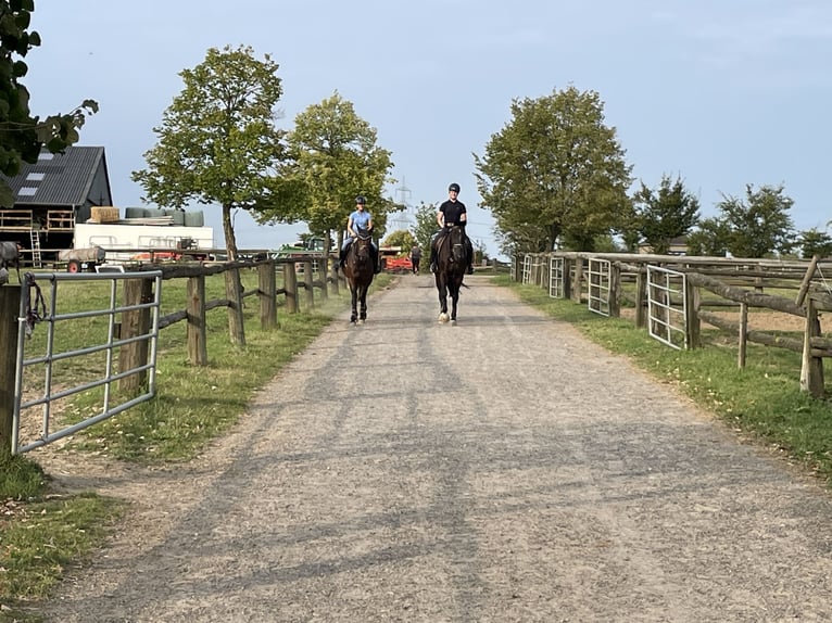 Zangersheider Gelding 15 years 17 hh Bay-Dark in Grevenbroich