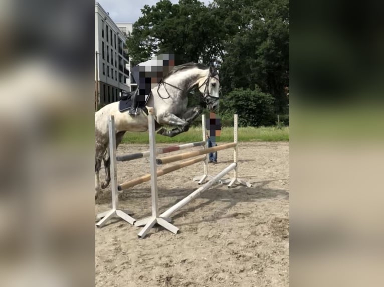 Zangersheider Gelding 15 years 17 hh Grey-Dapple in Rodgau