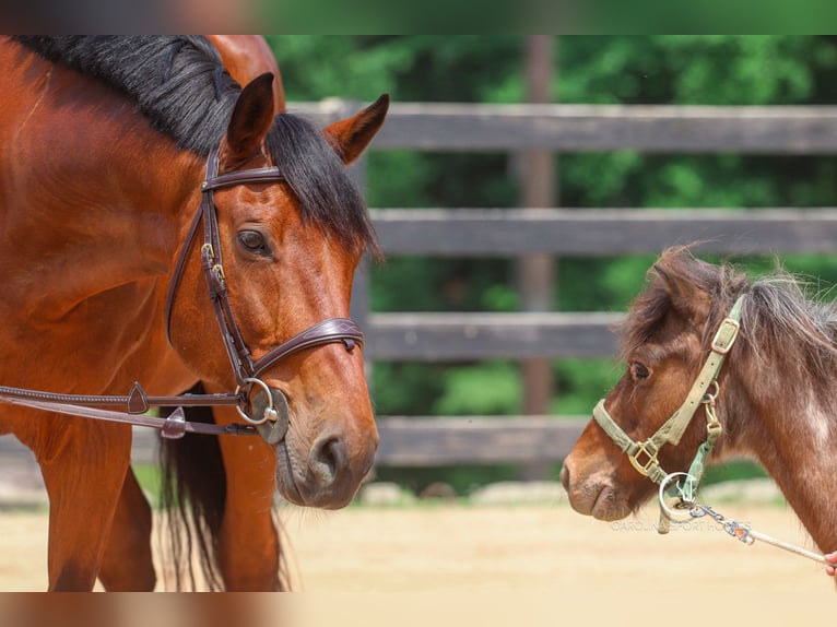 Zangersheider Gelding 15 years 17,2 hh Bay in Clover, SC