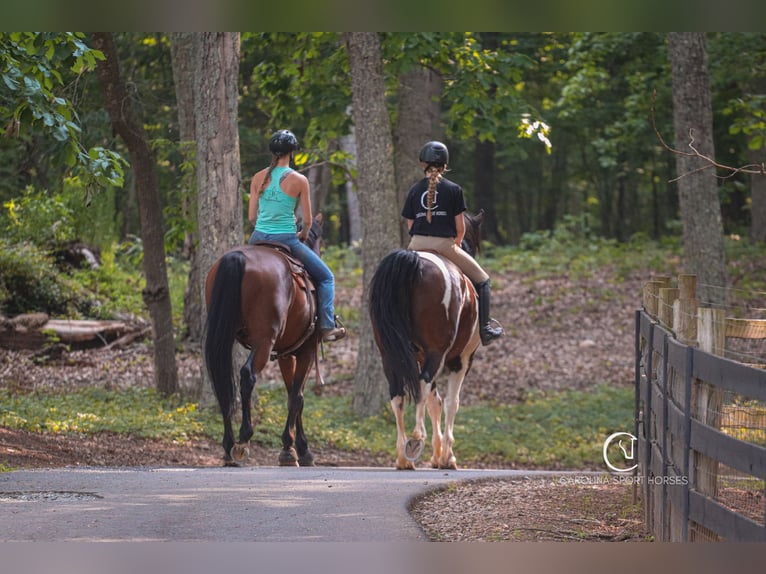 Zangersheider Gelding 15 years 17,2 hh Bay in Clover, SC
