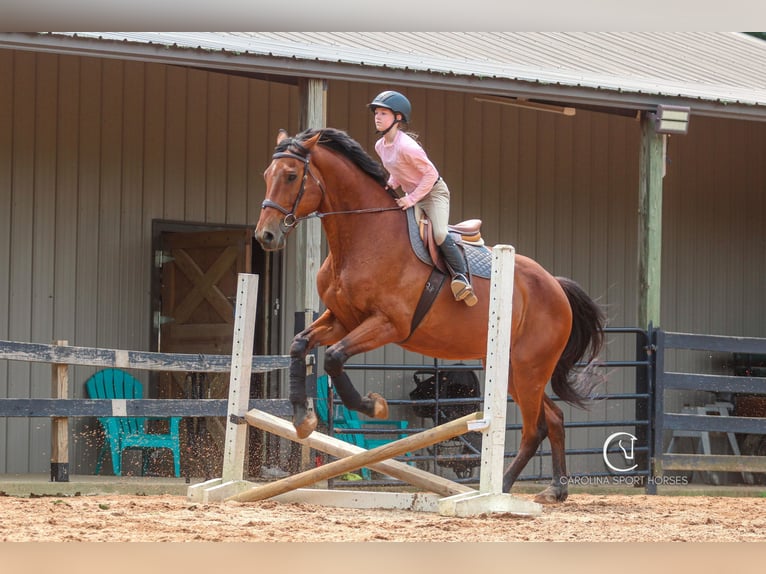Zangersheider Gelding 15 years 17,2 hh Bay in Clover, SC