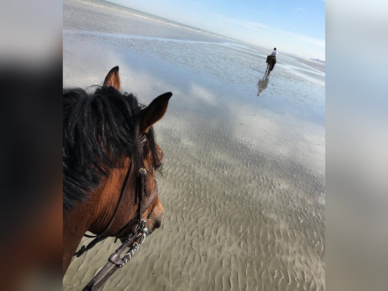Zangersheider Gelding 15 years 17,2 hh Bay in Clover, SC