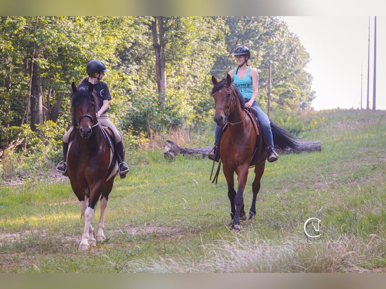 Zangersheider Gelding 15 years 17,2 hh Bay in Clover, SC