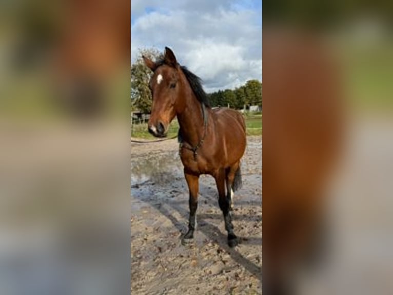 Zangersheider Gelding 16 years 16.1 hh Bay-Dark in Wegberg