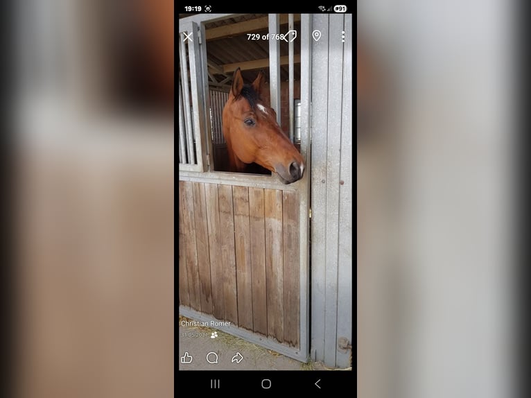 Zangersheider Gelding 16 years 16.1 hh Bay-Dark in Wegberg