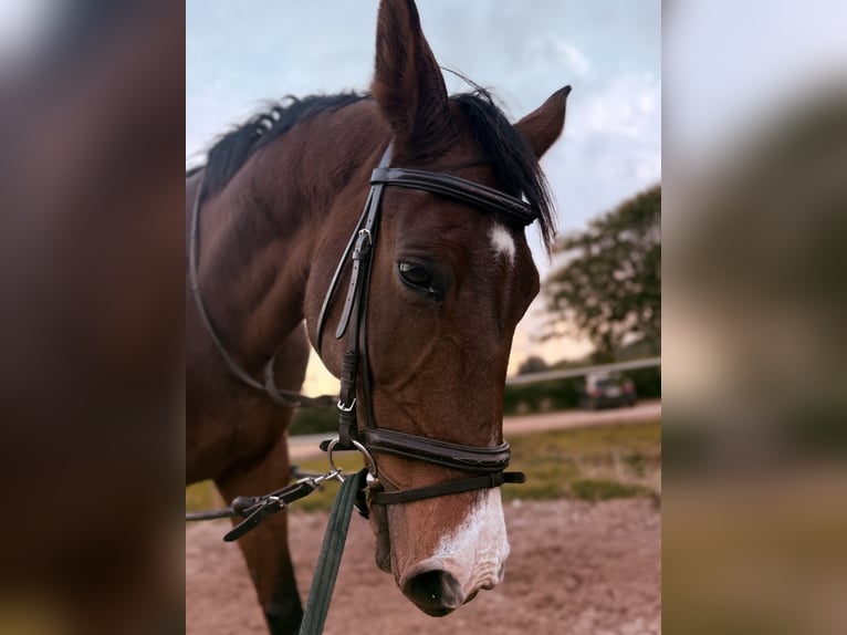 Zangersheider Gelding 16 years 16.1 hh Bay in Inca