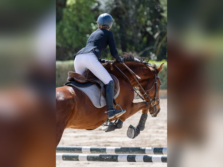 Zangersheider Gelding 16 years 16.1 hh Bay in Inca