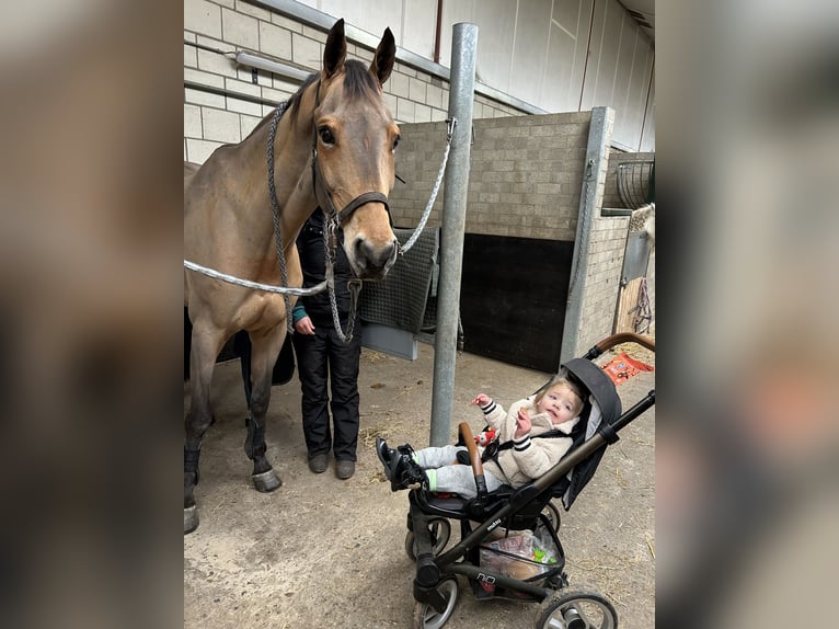 Zangersheider Gelding 16 years 16,2 hh Brown-Light in Oud Gastel