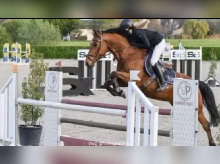 Zangersheider Gelding 16 years 16 hh Brown in Meise