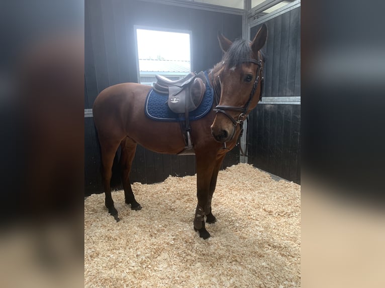 Zangersheider Gelding 16 years 16 hh Brown in Meise