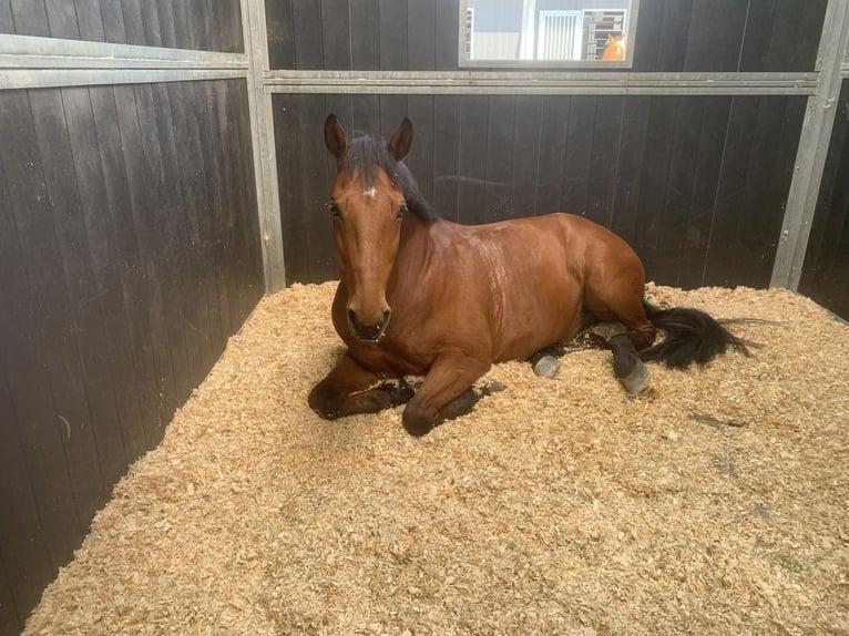 Zangersheider Gelding 16 years 16 hh Brown in Meise
