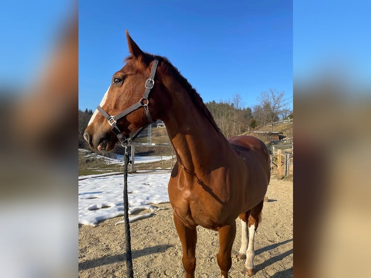Zangersheider Gelding 16 years 16 hh Chestnut in Novo mesto