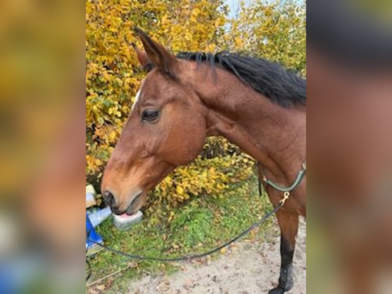 Zangersheider Gelding 16 years 16,1 hh Bay-Dark in Wegberg