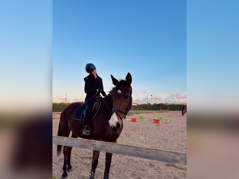 Zangersheider Gelding 16 years 16,1 hh Bay in Inca