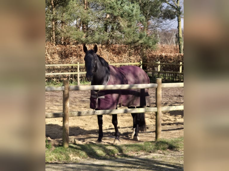 Zangersheider Gelding 16 years 16,3 hh Black in Rijsbergen