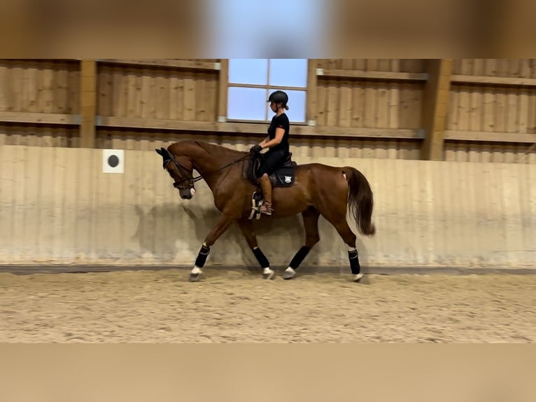 Zangersheider Gelding 16 years 17,1 hh Chestnut-Red in Forstinning